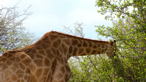 A Giraffe Eating Leaves On Tall Trees