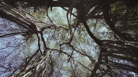 FOREST RELAXING VIEW🌳