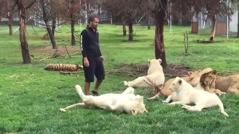 Tiger Saves Man From A Leopard Attack_Cut