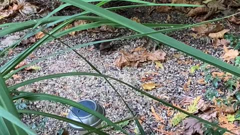 Watch the Juncos clean up under the seed feeder