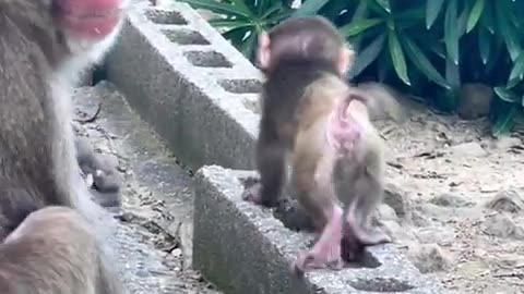 MUST SEE Look at this VERY small Monkey, Awwwwww