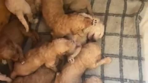 Golden doodle puppies