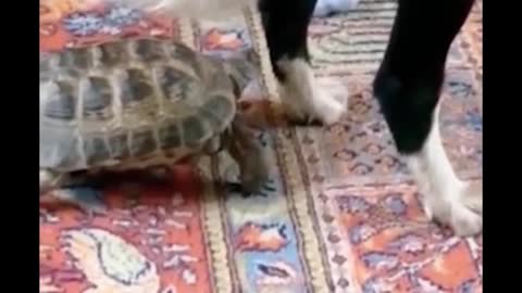 The turtle's movements are so funny