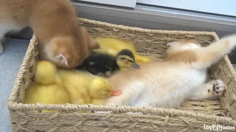 Kittens and little ducks lovely