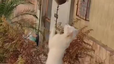 Funny animals 😄hub,funny animals club youtube, 🤣, funny animals dancing 💃😄,