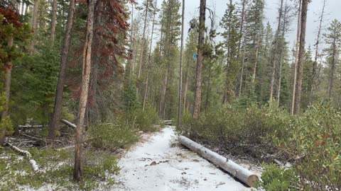 Peaceful Pines – Central Oregon – Edison Sno-Park – 4K