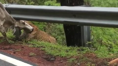 Leopard Attack Cow | Nallamalla Forest | Srisailam | Cheetah Attack |