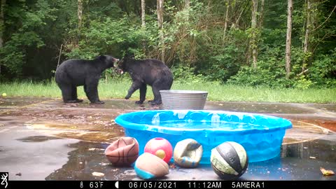 Bears Wrestling on the Basketball Court