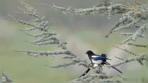 Birds Birds In Nature Forest Esther Bird Beautiful Birds Birds On A Tree Branch