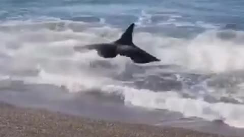 giant whale fishing on the beach