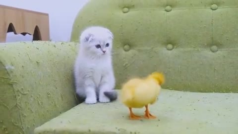 Beautiful cat and duck baby are playing