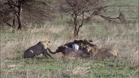 Three Cheetahs Vs Ostrich | Life | BBC Earth