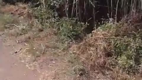 Mongoose attacks with snake in the idian village 🤯😱😳