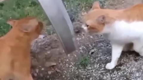 Funny Animals Video | Funny Cat Video #cat #funnyvideo #funnyanimal #shorts #rumble #follow