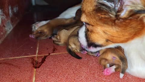 Mimi Gave Birth 5 Cute Puppies - She Becomes Newborn Mother Dog Now | Viral Dog Puppy