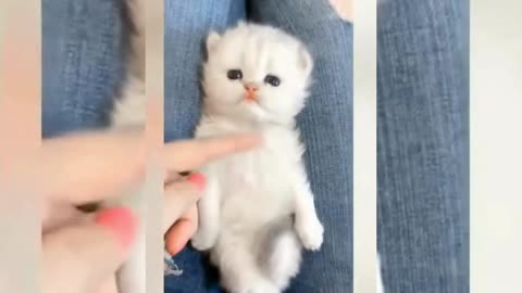 Cute & Funny Animals Videos 🐕‍🦺 Pets, Dogs, 🐱 Cats Compilation #pets #animals #cat #dog