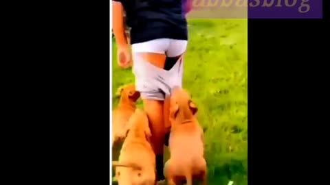 "Hilarious Animal Antics - Funny Video Compilation"