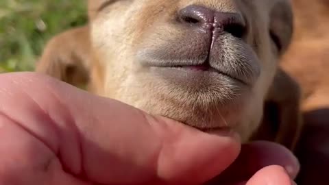 Little lamb enjoying some little rubs🐑😍