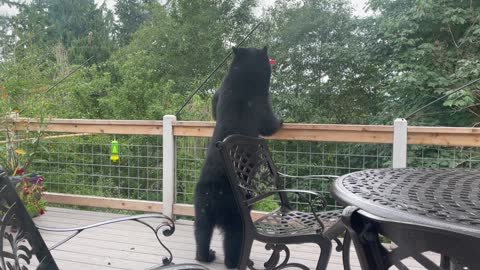 Bear Raids Backyard Bird Feeders