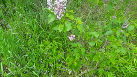 Lilacs in Bloom