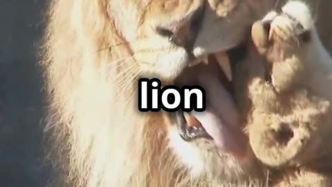 Adorable Lion Gives Puppy Smooches!