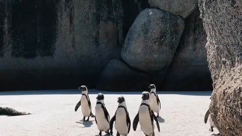 Trivia Mixer 13: What is the term for a group of penguins?