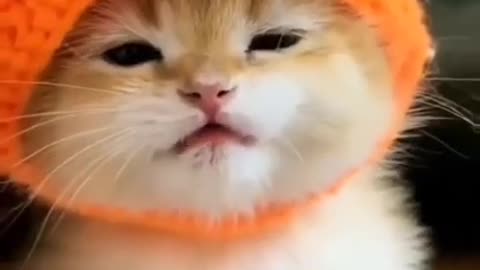 Cat| kitten With Orange Cap|