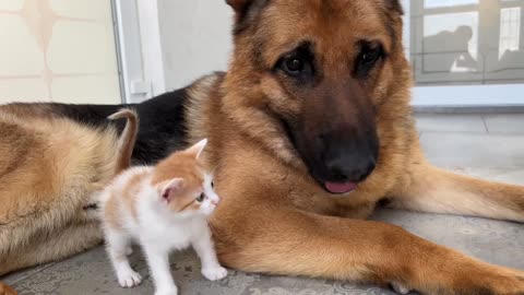 Adorable German Shepherd Confused by Tiny Kittens