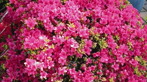 Tulips and azaleas