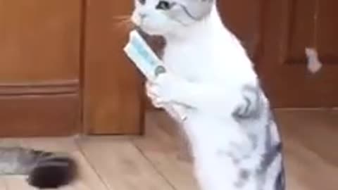 Cat funny video