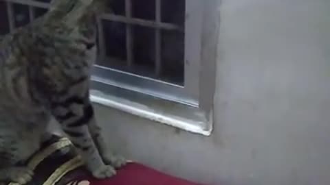 Cat Opens window for kitten