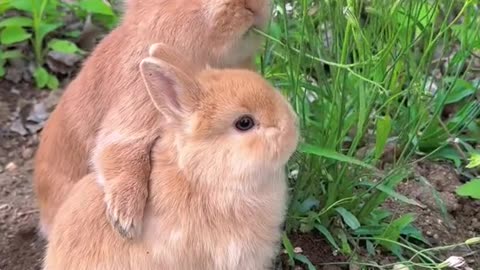 Cute Rabbit