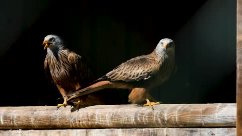 Amazing Raptor Birds | Slow Motion 4K Video