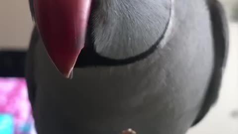 Thoughtful parrot wants to know if you are okay