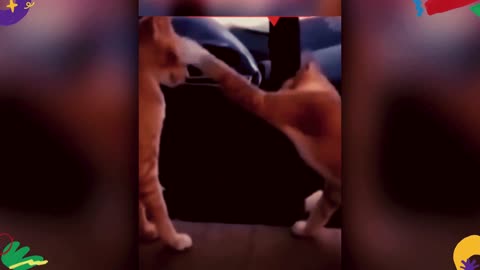 Pet Paws and Playtime: Hilarious Dog and Cat Shenanigans [Part 3]