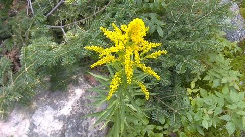 Goldenrod