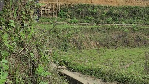 Trekking though rice terraces