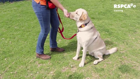 Dog trainer