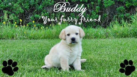 Puppy/Dog Training Basic Rules