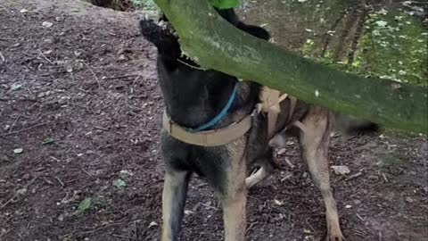 Diego the Belgian Malinois Wants the Stick Attached to Tree