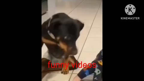 Animals funny video