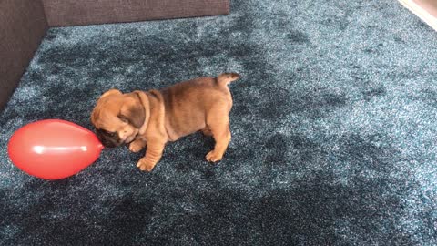 Balloon love with puppy