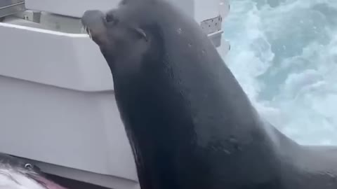 Sea Lion LEAPS onto Boat for Fish!💯