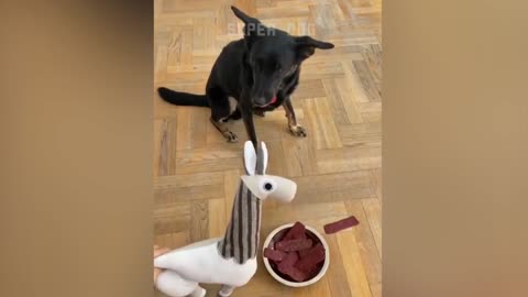 Funny Dog Reaction to Cutting Cake P1 | Super Dog