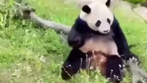 Panda funny movement lay down the tree.