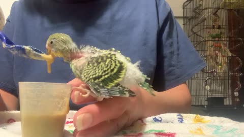 Handfeeding parakeets