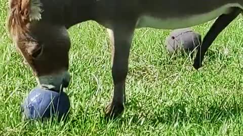 Peanut the donkey.... Playing with his ball.