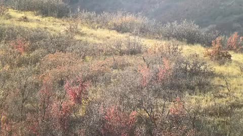 700 yards on boys first Mule Deer DEAD // Killshot Hunting