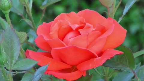 Very Beautiful Blooming Rose Flower 🌹