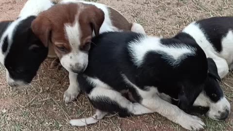 Cute & lonely puppies on the Roadside